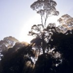 A new day dawns for the Brazilian rainforest?
